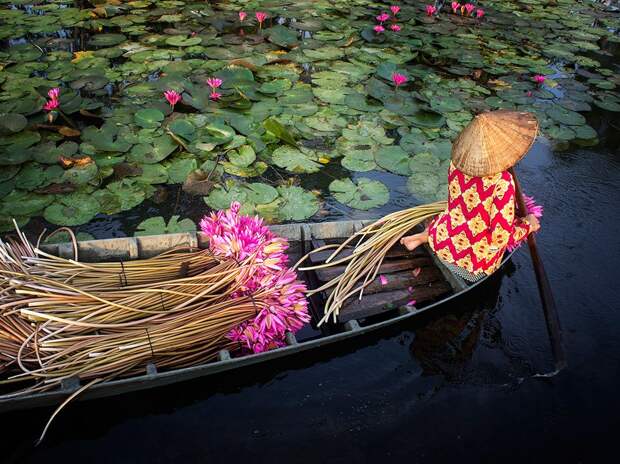 water-lily-harvest_95201_990x742