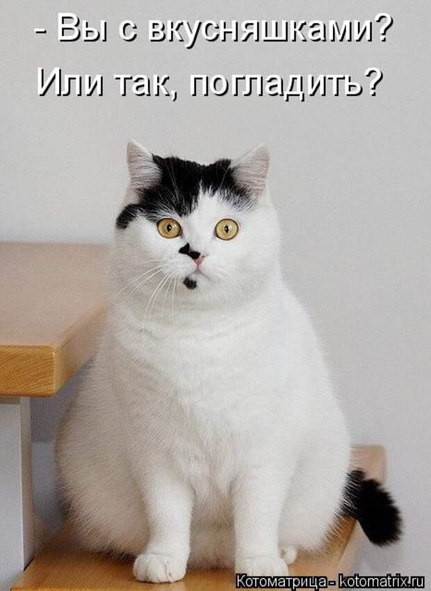 Котоматрицы(картинки с надписями)