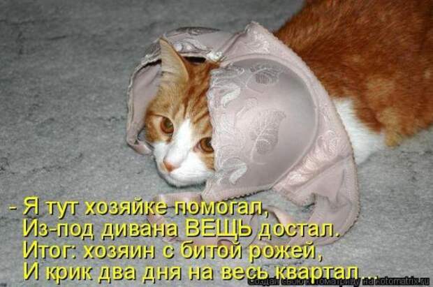 Котоматрица Котоматрица