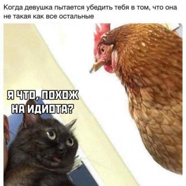 bredzona-kartinki-smeshnye-kartinki-fotoprikoly