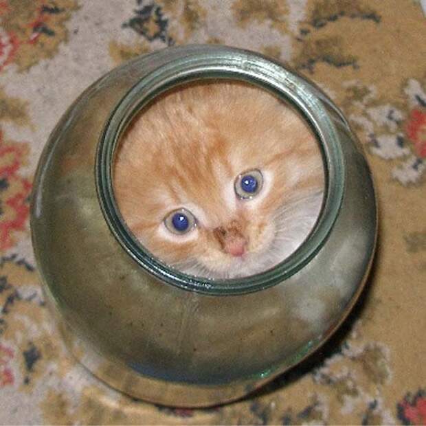 коты это жидкость (11)