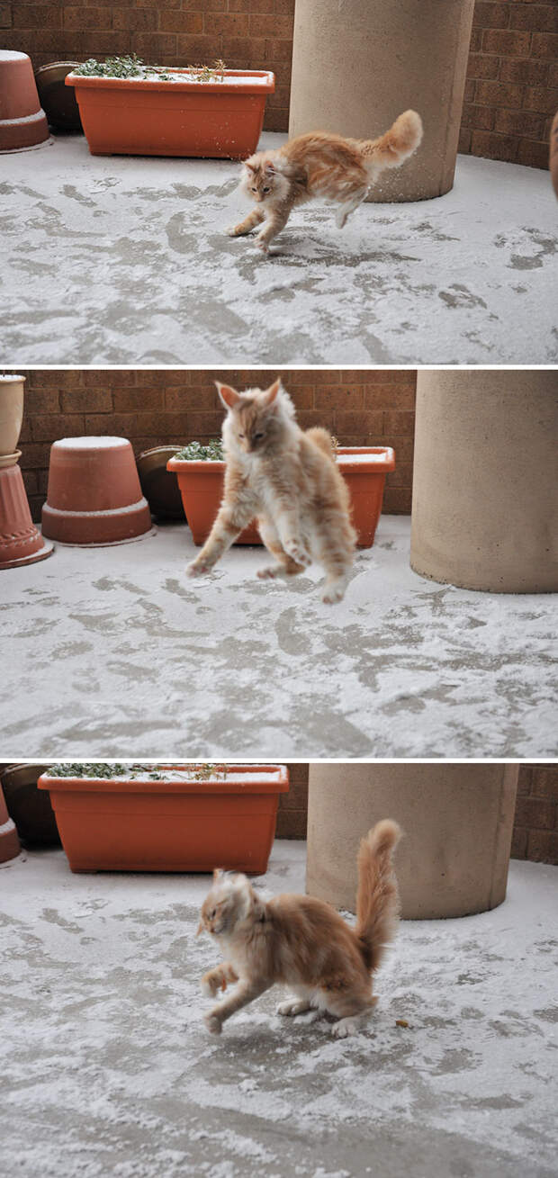 Фото №7 - Первый снег: кошки vs собаки (много уморительных фото)