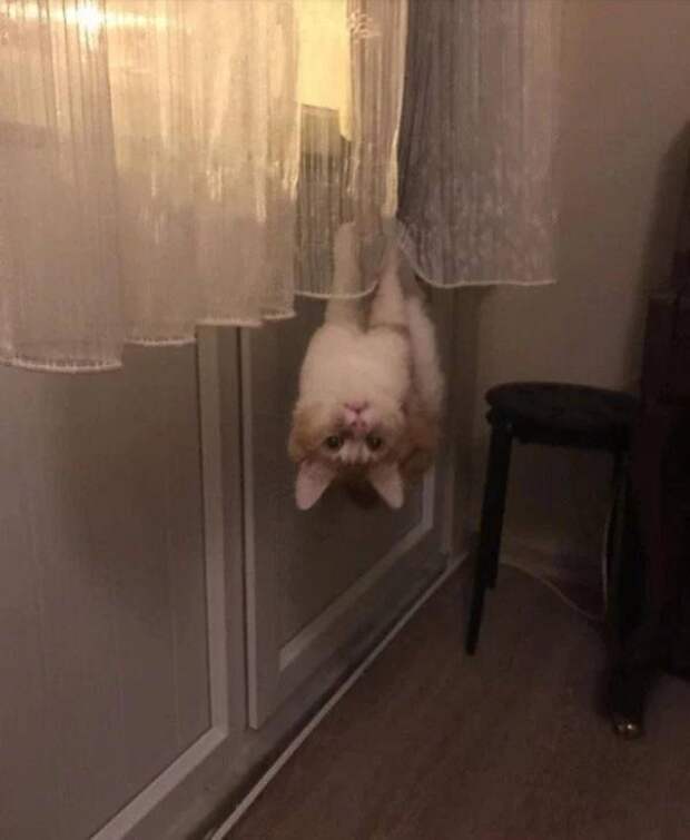 Что-то тут не так (39 фото)