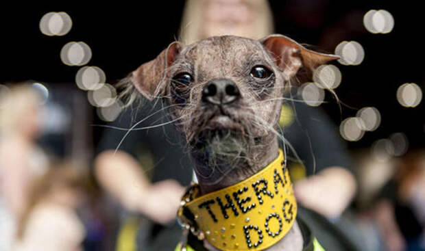 Самый уродливый пес в мире признан героем за помощь людям с инвалидностью