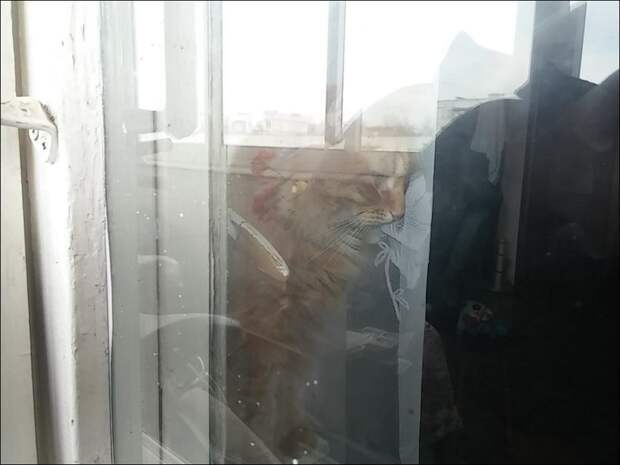 Кот закрыл своего хозяина на балконе балкон, кот