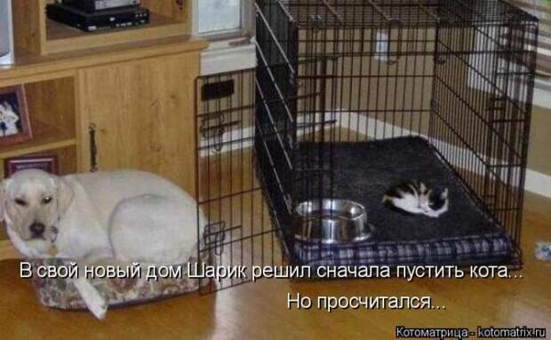 Лучшие котоматрицы недели (50 фото)