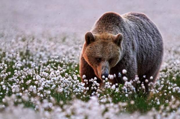 Может это и не цветы привлекли медведя, но выглядит он очень радостным.