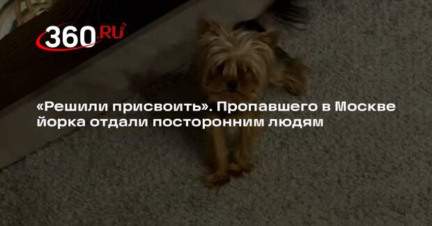 В Москве пропавшего йоркширского терьера не вернули хозяйке