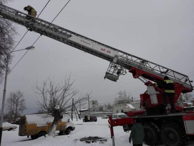 Пожарные Котовска снимали кота с дерева с помощью 30-метровой лестницы