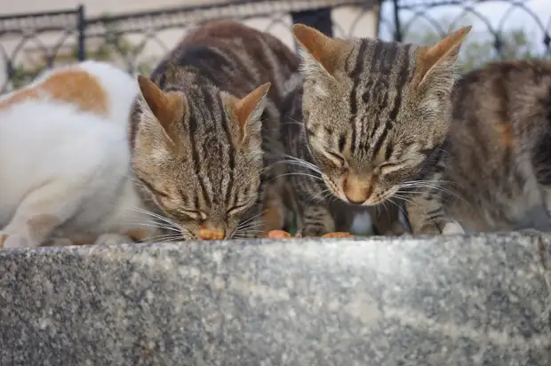 Купить Котенка В Крыму Недорого