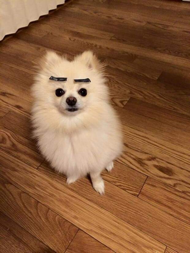 Смешные и забавные собаки
