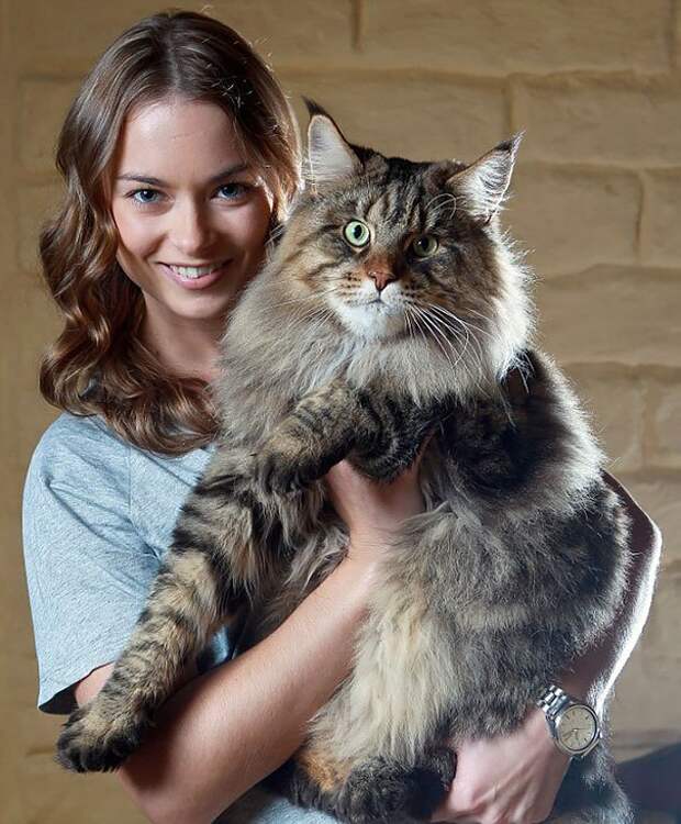 самая большая кошка 