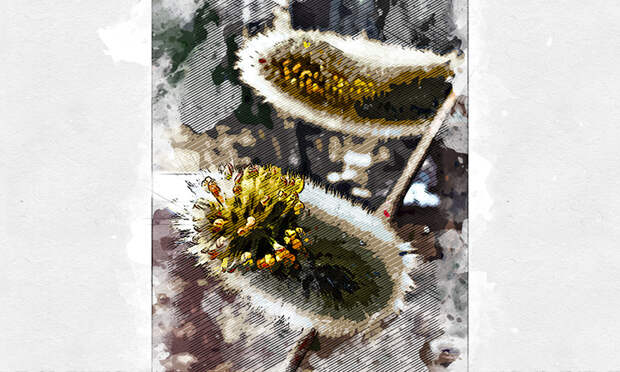 В «Орловском полесье» распустилась «верба» и проклюнулась первая зелень