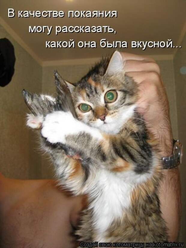 Свежая котоматрица для всех (36 фото)