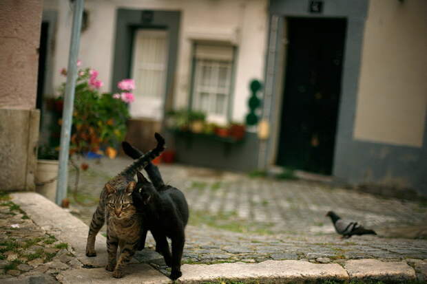 Забавные Животные