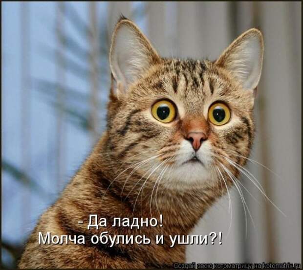 Лучшие котоматрицы недели