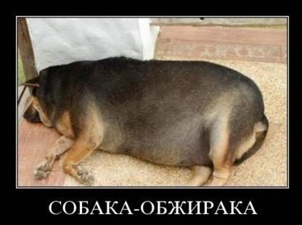 Виды собак