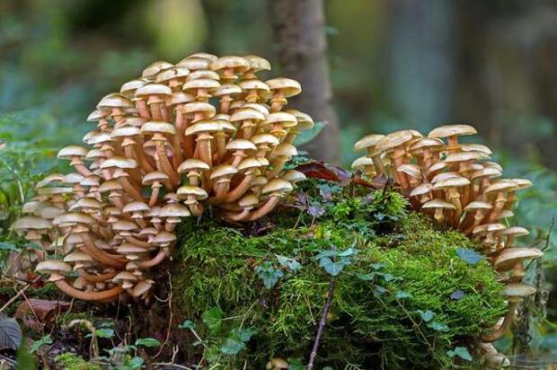 7 опасных для здоровья мифов о грибах