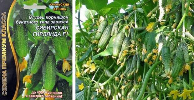 лучшие пучковые огурцы