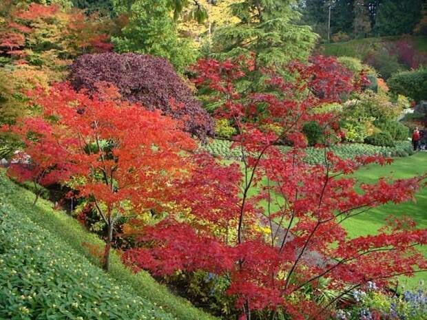 Место чарующее своей красотой и живой природой - The Butchart Gardens. 