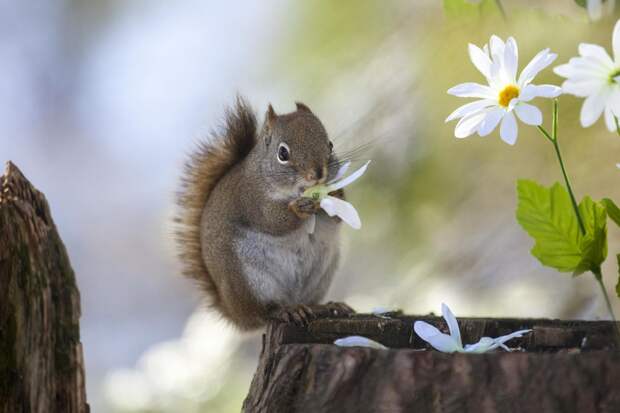 Фотография забавная жизнь белок Andre Villeneuve Фотография забавная жизнь белок Andre Villeneuve