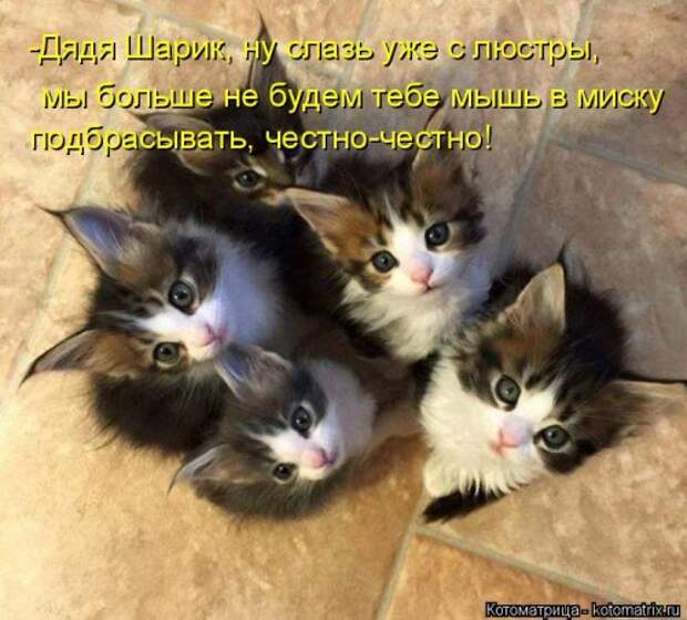 Новая котоматрица для всех (23 фото)
