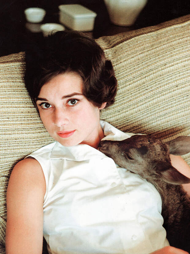 Одри Хепберн, олененок Пиппин. Фото / Audrey Hepburn, deer Pippin. Photo 