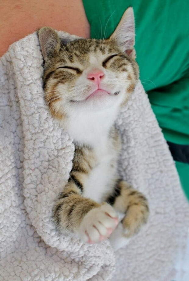 20 улыбающихся кошек, которые подарят вам прекрасное настроение
