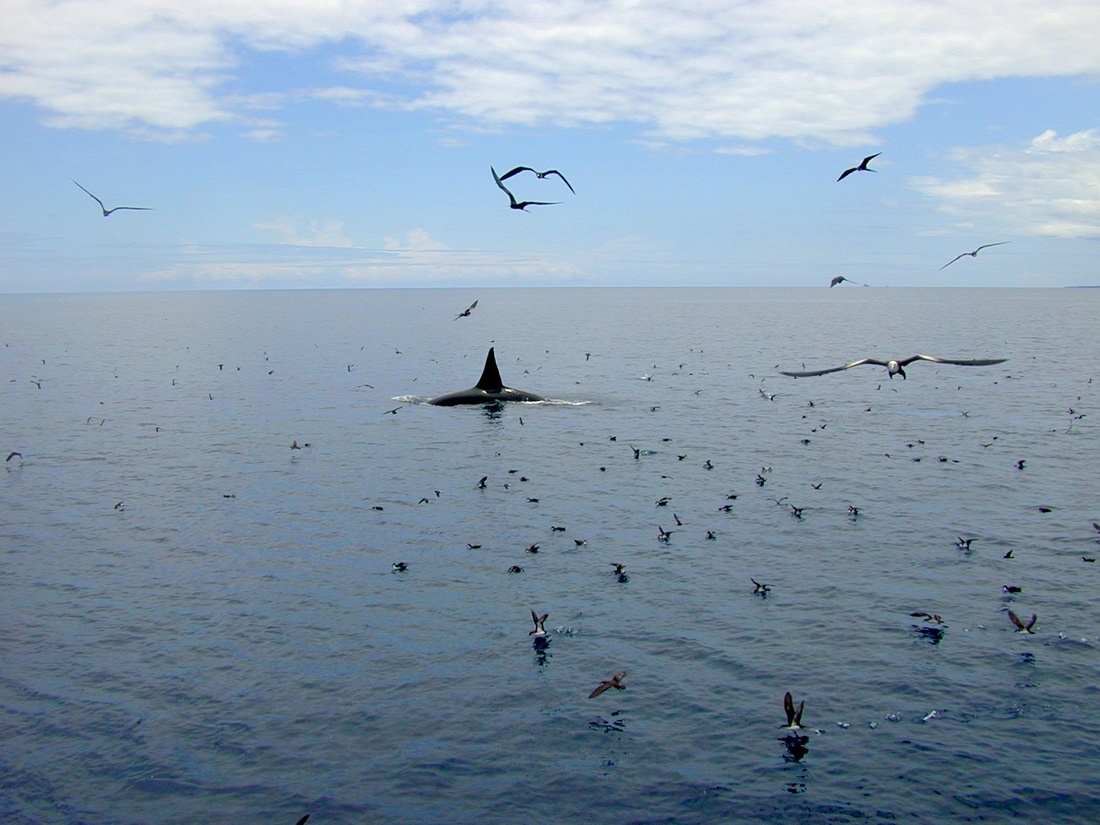 Orcinus orca Linnaeus, 1758 () Orcinus orca Linnaeus, 1758 ()
