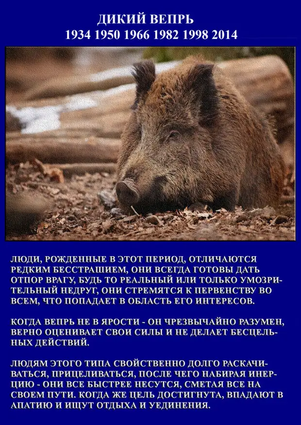 Старославянский календарь по годам. Славянский символ лося. Темный сох лось по славянскому календарю. Годы по животному славянский календарь. Славянский тотемный гороскоп.