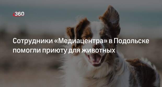 Сотрудники «Медиацентра» в Подольске помогли приюту для животных