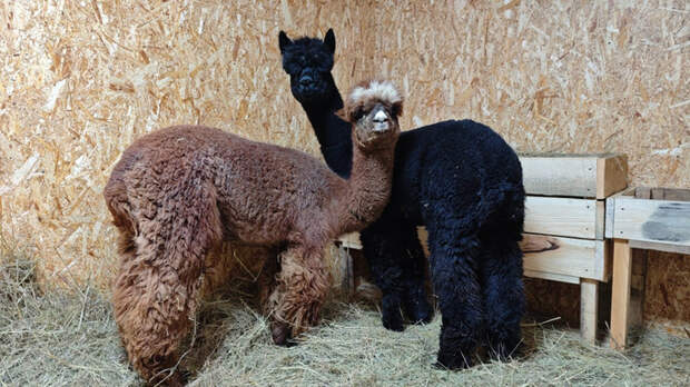В зоопарк привезли альпак / Фото: 