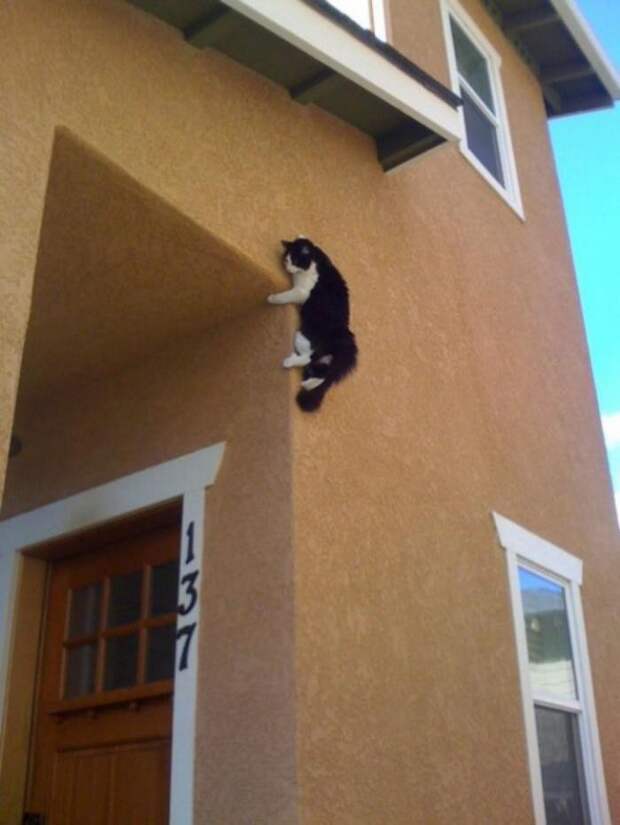 Коты в неожиданных местах Коты в неожиданных местах коты, места, неожиданные