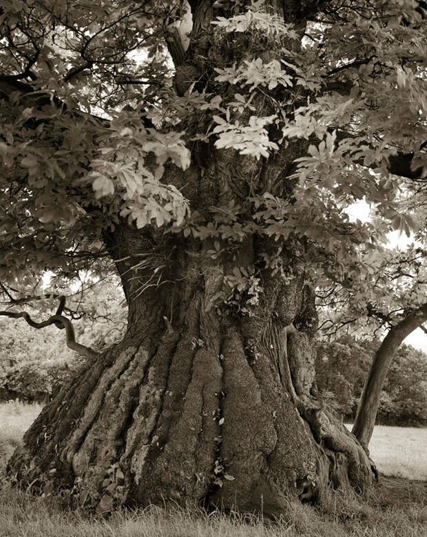Деревья древние как мир в фотографиях из 14-летнего путешествия-12