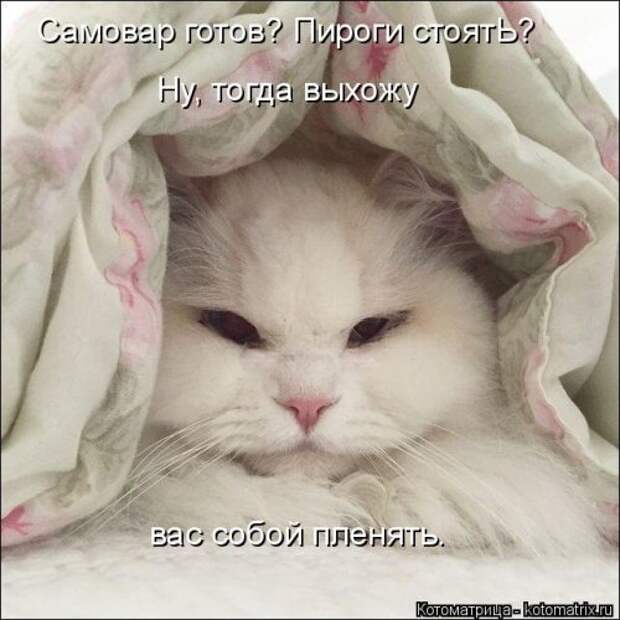Новая котоматрица на Бугаге (31 фото)