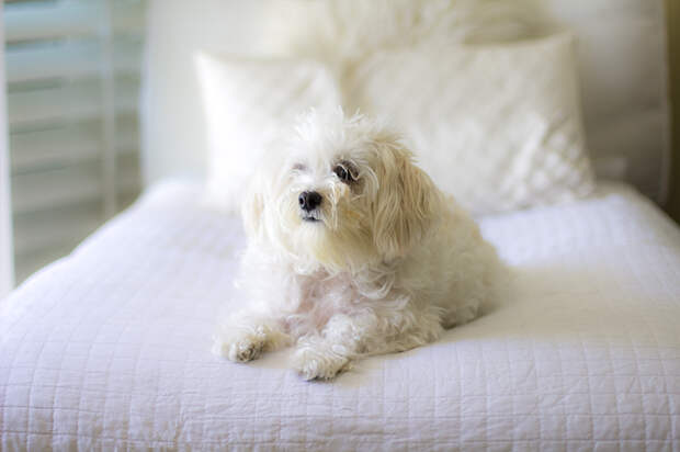 My pet Chloe is a mix Terrier and Maltese
