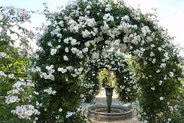 Цветение плетистых роз на садовых арках