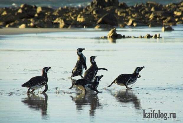 Приколы про пингвинов (30 фото) Приколы про пингвинов (30 фото)