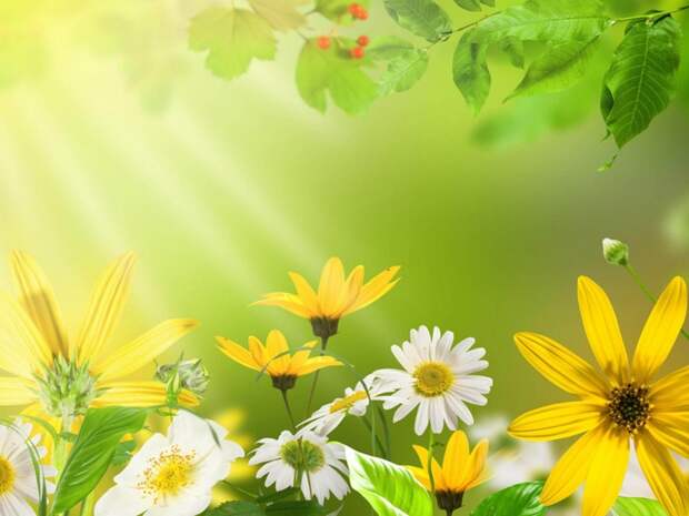 5227673_Flowersdaisybrightcolorful1536x2048 (700x525, 232Kb)