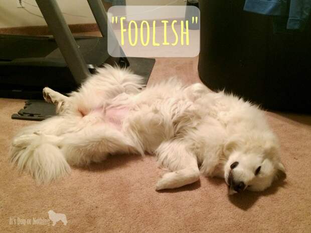 52 Snapshots of Life - "Foolish" Great Pyrenees