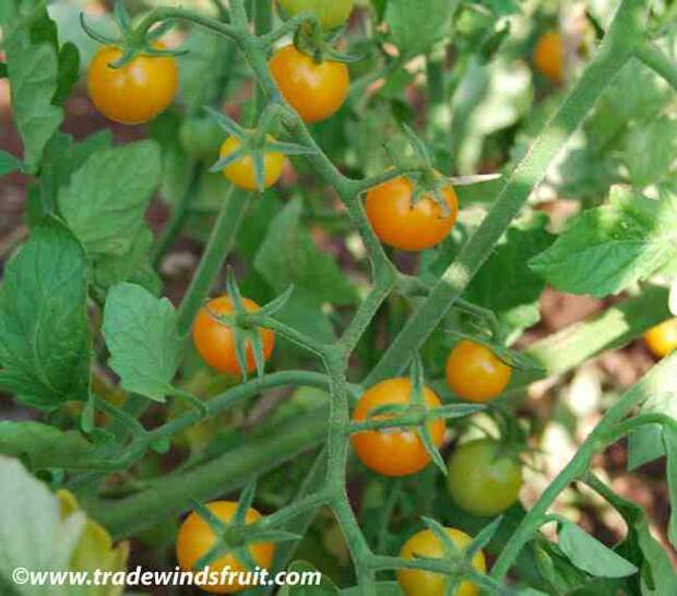 Tomato Seeds Heirloom Tomatoes Trade Winds Fruit