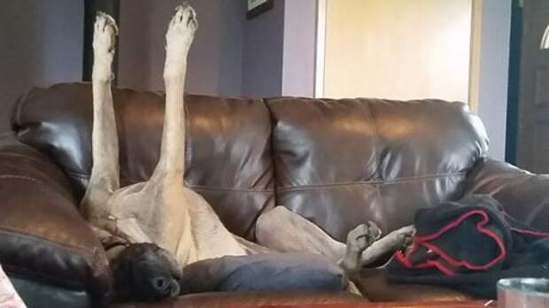 Животные-очаровашки (26 фото)