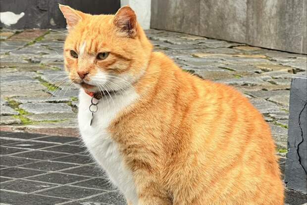 В Махачкале спасли жившего на могиле хозяина рыжего кота