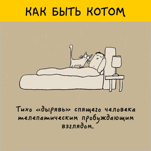 как правильно быть котом