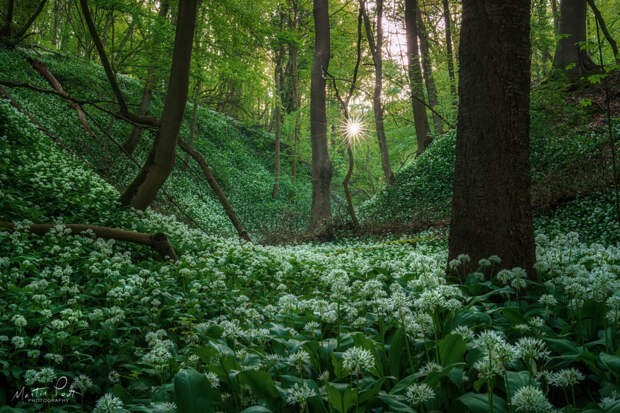 The valley of wild garlic by Martin Podt on 500px.com