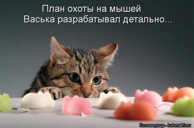 Новые котоматрицы за неделю