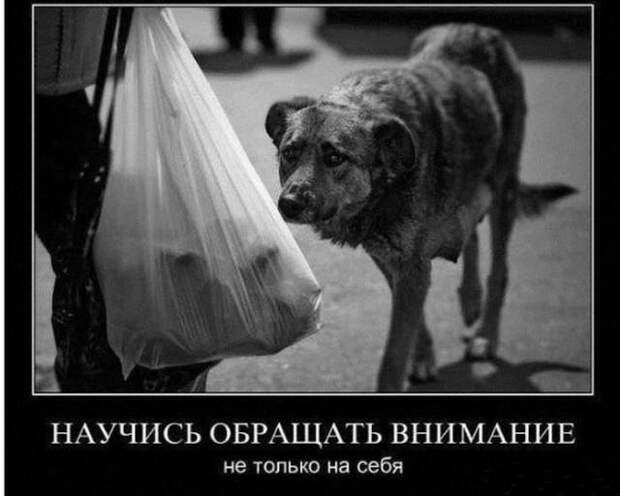 Демотиваторы (14.01.16)