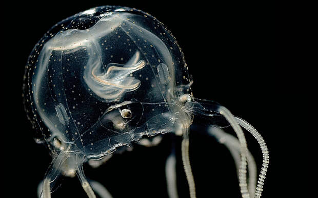 Медузы способны быстро обучаться, несмотря на отсутствие мозга. Куда они записывают информацию