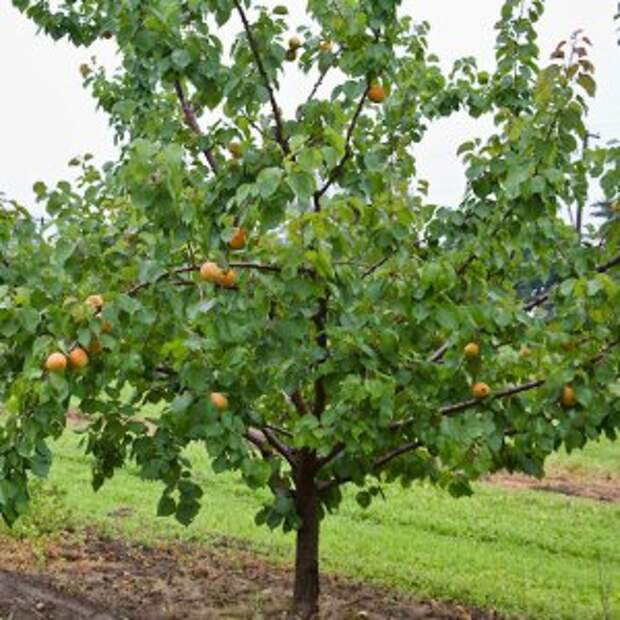 Что нужно сделать в саду в июле?