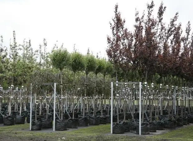 саженцы белой яблони саженцы. саженцы виды. посадка груши. саженцы крупномеры плодовые деревья. саженцы жимолости.